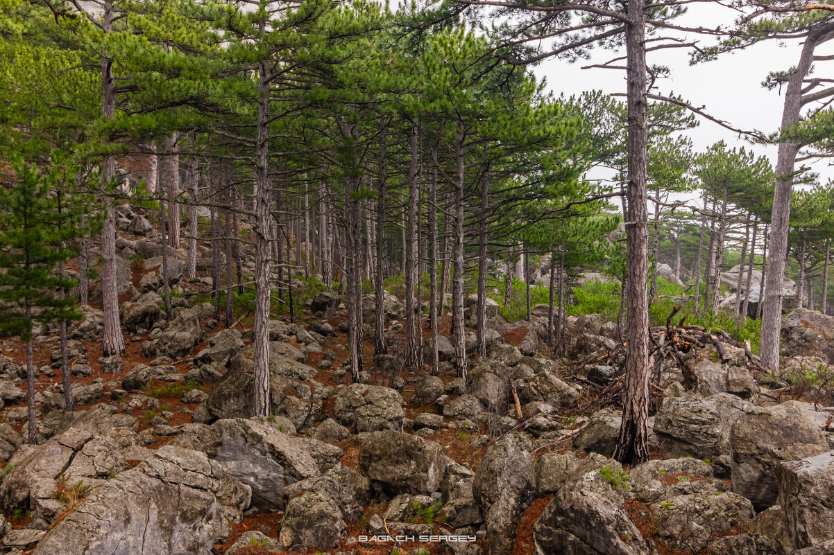 САД КАМНЕЙ - Sergey Bagach
