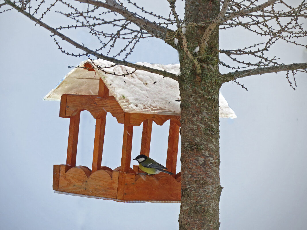 кормушка - ИРЭН@ . кормушка - ИРЭН@ .