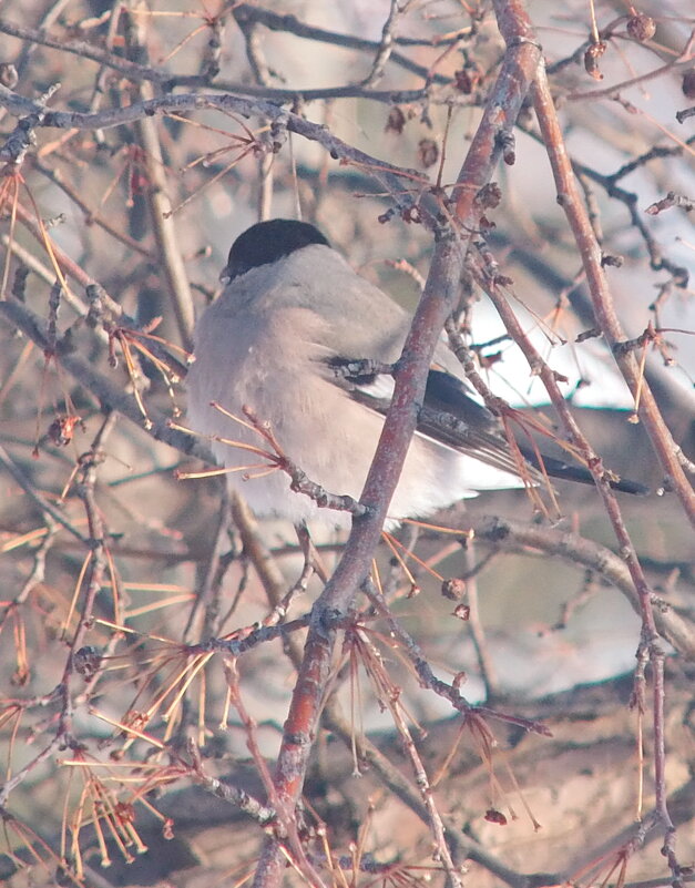 Самка снегиря. - сергей ермошкин