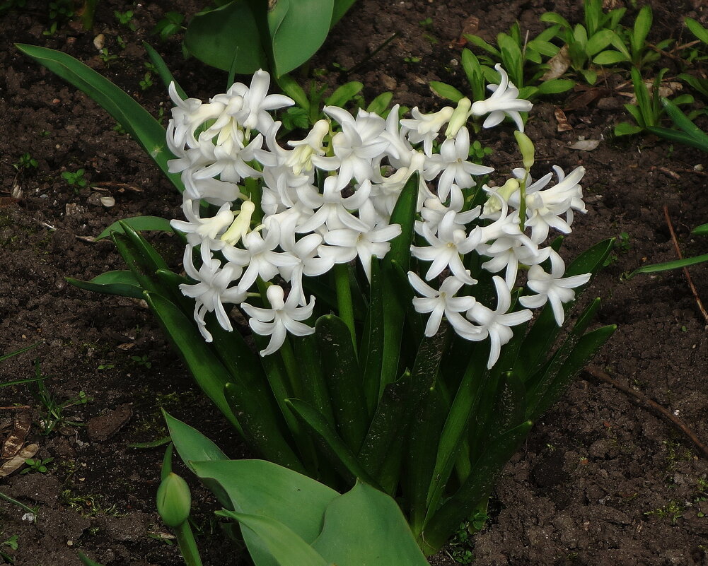 Гиацинт - Рита Симонова