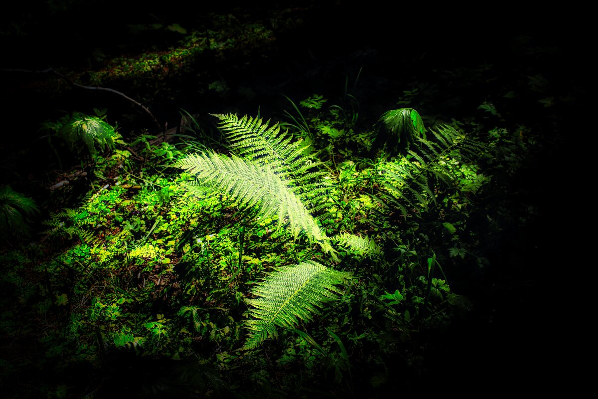 ФЛОРА 3 - HART BAD