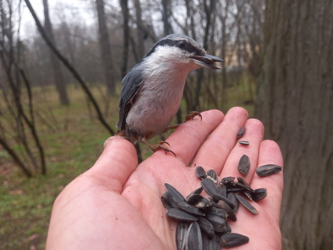 Поползень - Сапсан 