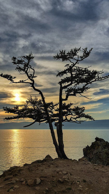 Байкальская лиственница на закате - Виктор Байкальская лиственница на закате - Виктор