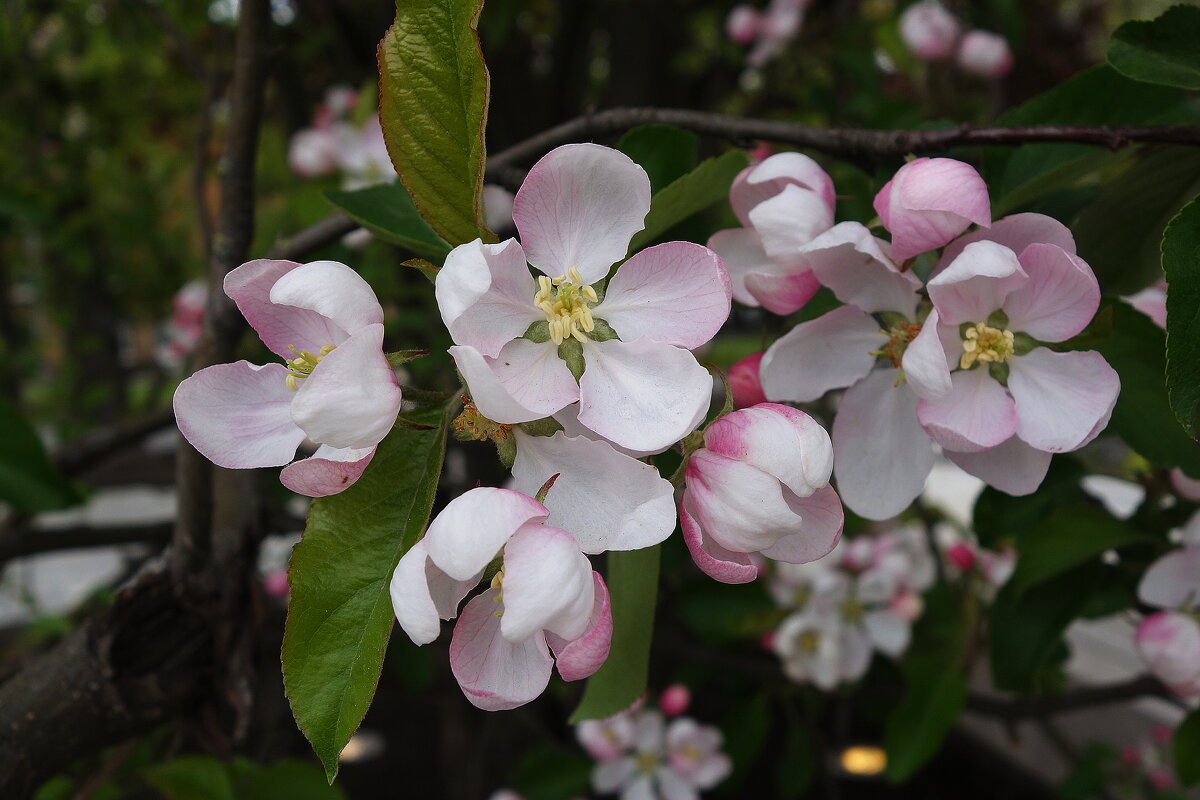 Цвете Яблоня - Рита Симонова