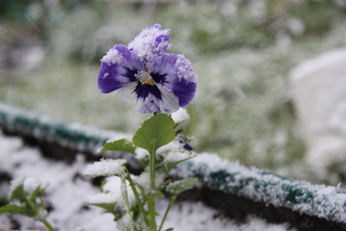Был месяц май. - Маргарита ( Марта ) Дрожжина Был месяц май. - Маргарита ( Марта ) Дрожжина