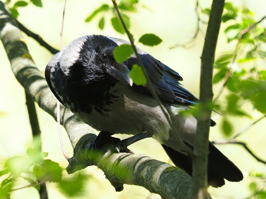 Весенняя ворона - Евгений Седов Весенняя ворона - Евгений Седов