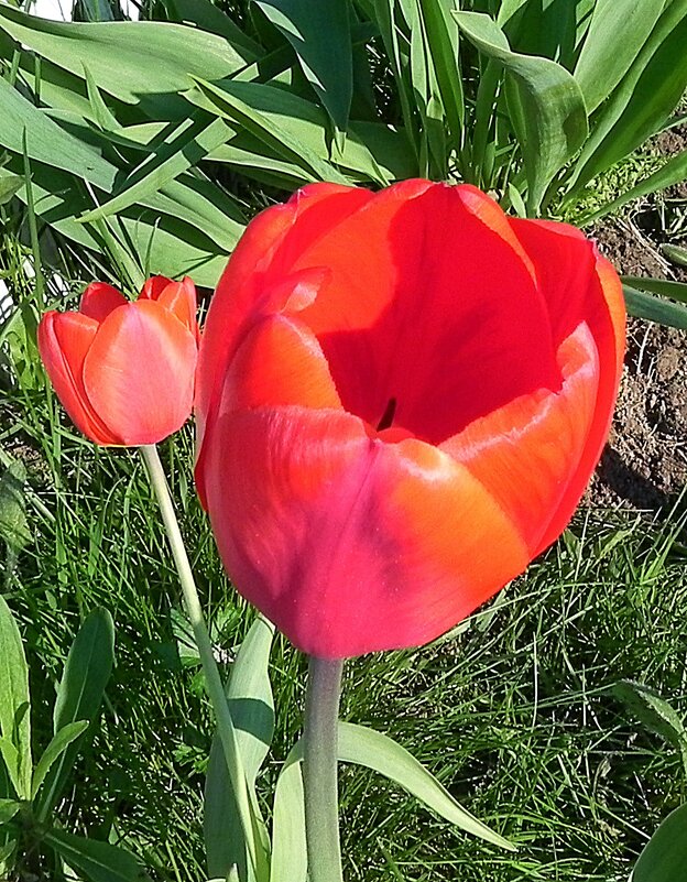 Красавчик - Oleg4618 Шутченко