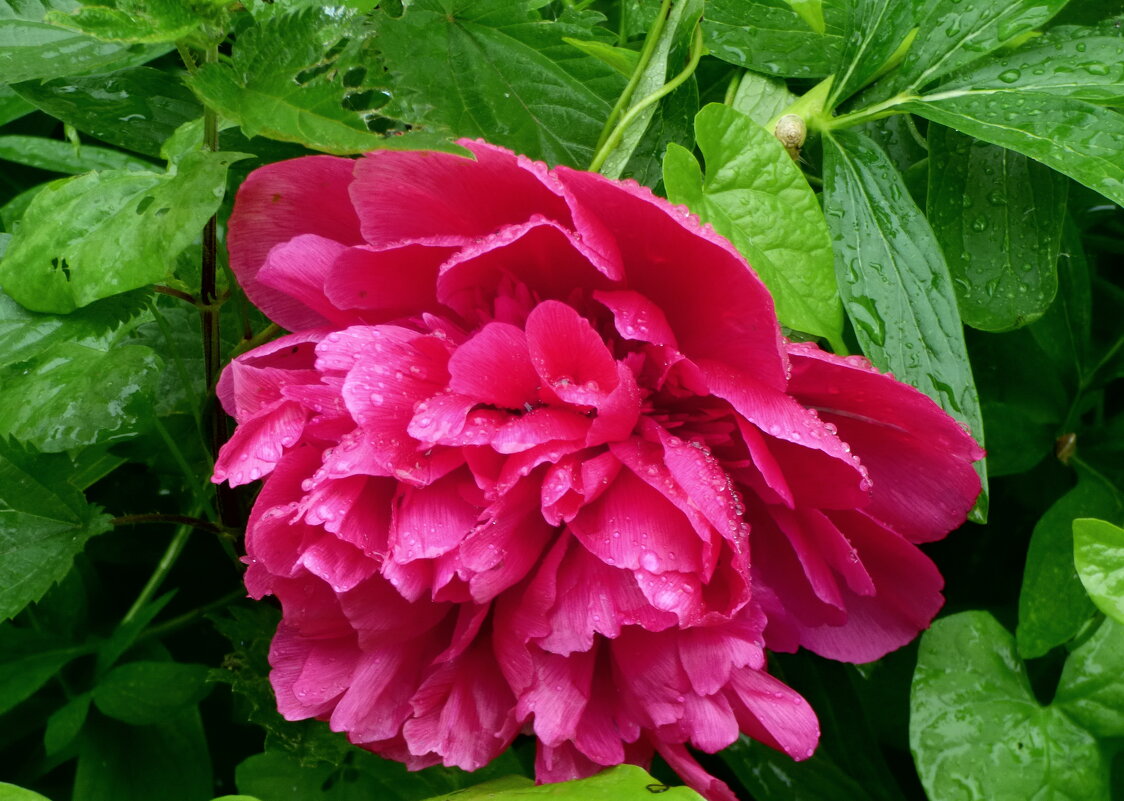 ПИОНЫ ПОД ДОЖДЕМ - Елена Куприянова ПИОНЫ ПОД ДОЖДЕМ - Елена Куприянова