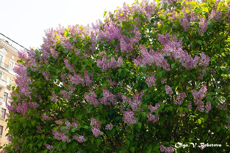 Сирень цветет - Ольга Бекетова Сирень цветет - Ольга Бекетова