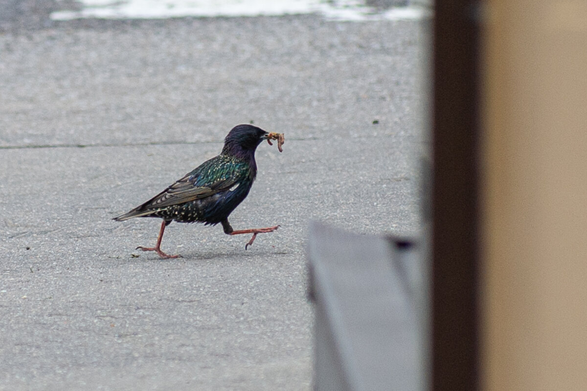 Sturnus vulgaris - Анатолий Горлов 