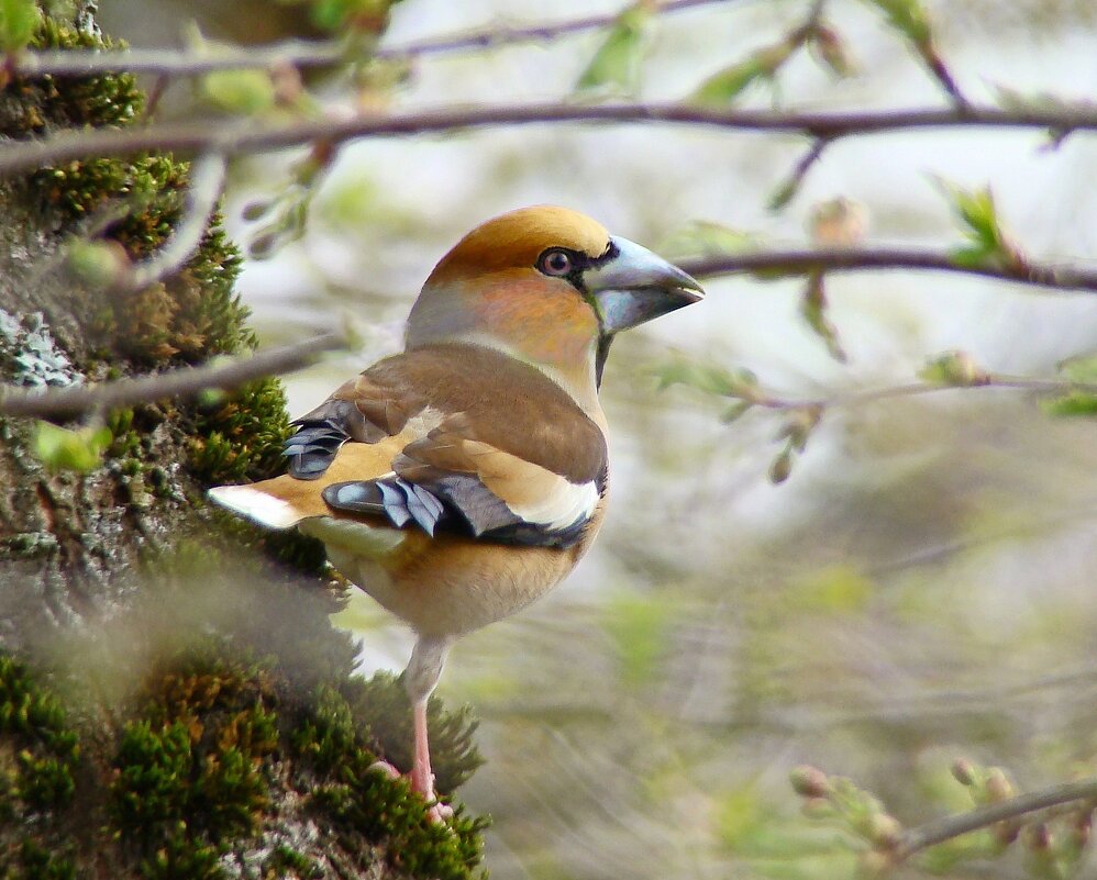 дубонос - gawrilа - dan