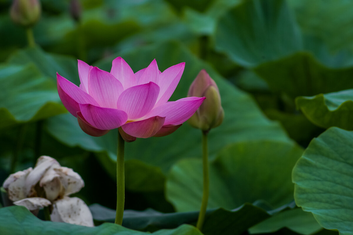 Лотос Комарова - Виктор 