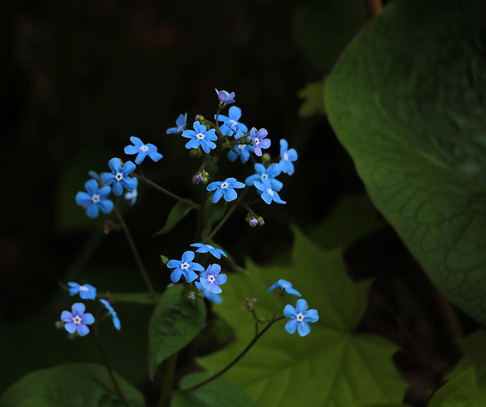 Незабудочки - Светлана 