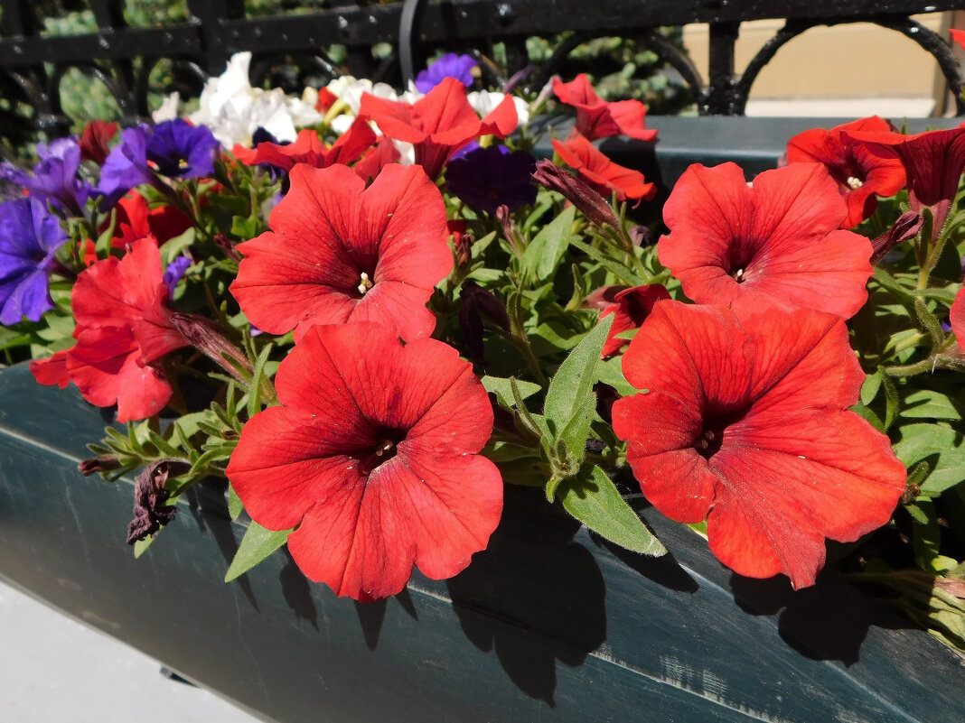 Петуния на улицах города - Наиля 