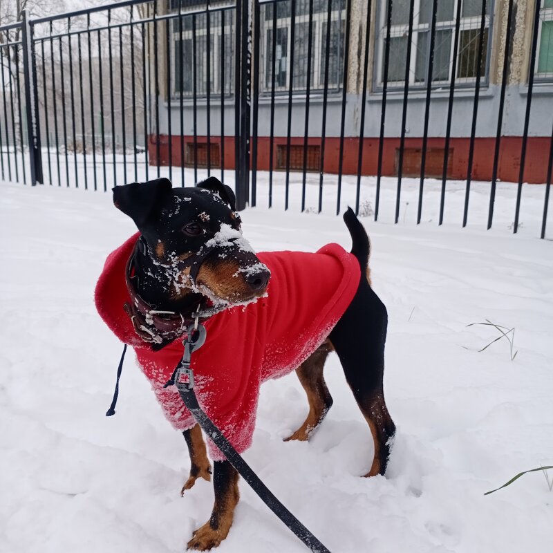 Тайсон - Ирина Жигунова Тайсон - Ирина Жигунова