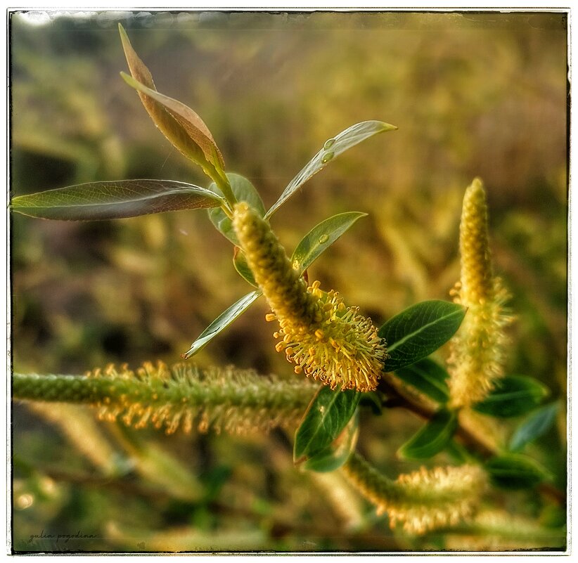 Май в Перми - Юлия Погодина