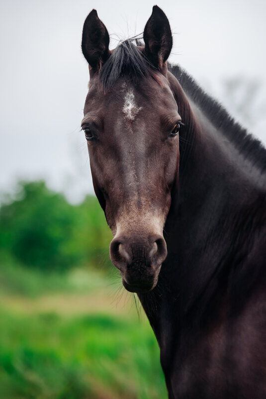 *** - Ирина Голомако *** - Ирина Голомако