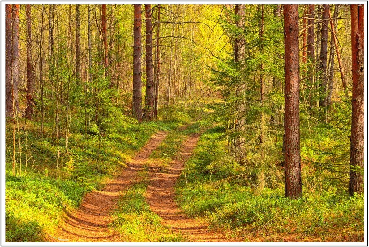 В сосновом бору. - mike95 В сосновом бору. - mike95