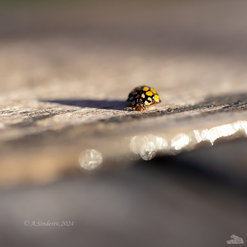 Божья коровка - Александр Синдерёв