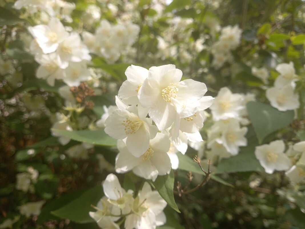 Чубушник - Сапсан 