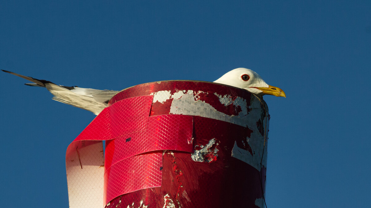 Black-headed gull - Sergey Sonvar