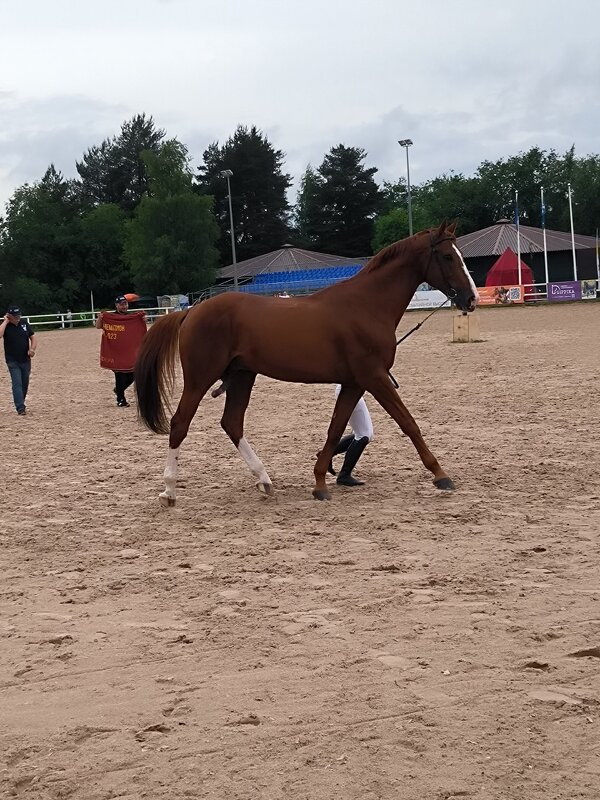 Победитель Иппосферы -2023. - Ольга Победитель Иппосферы -2023. - Ольга