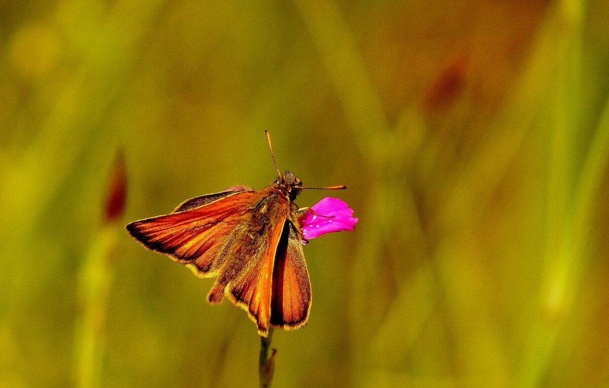 живность начала июня 9 - Александр Прокудин