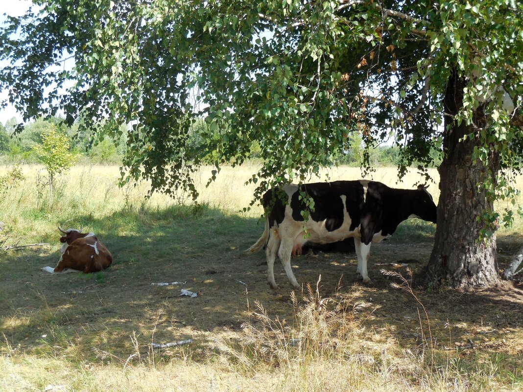 В тенёчке - Надежда 