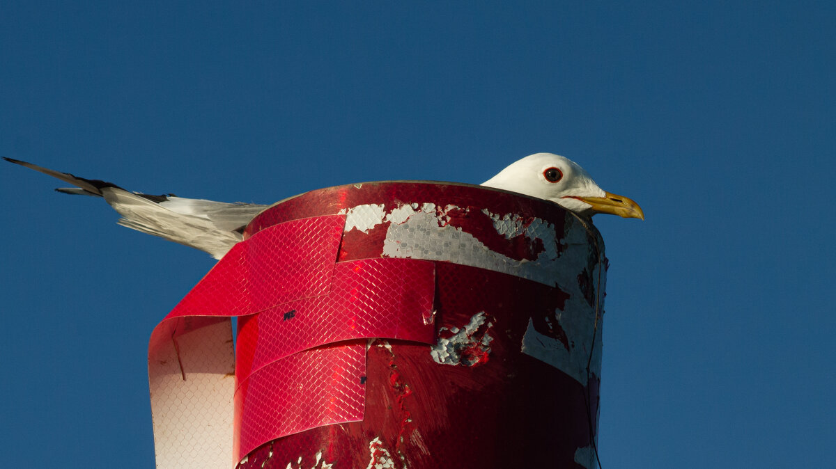 Black-headed gull | 3 - Sergey Sonvar