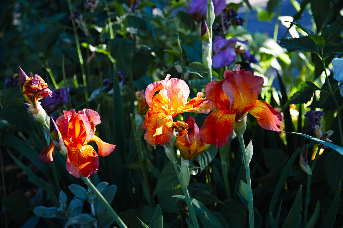 Ирисы - догорающие свечи весны - Роман Скоморохов Ирисы - догорающие свечи весны - Роман Скоморохов
