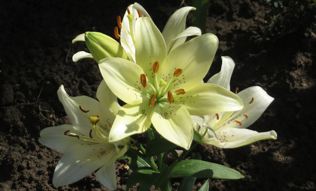 *** - Ирина Олехнович *** - Ирина Олехнович