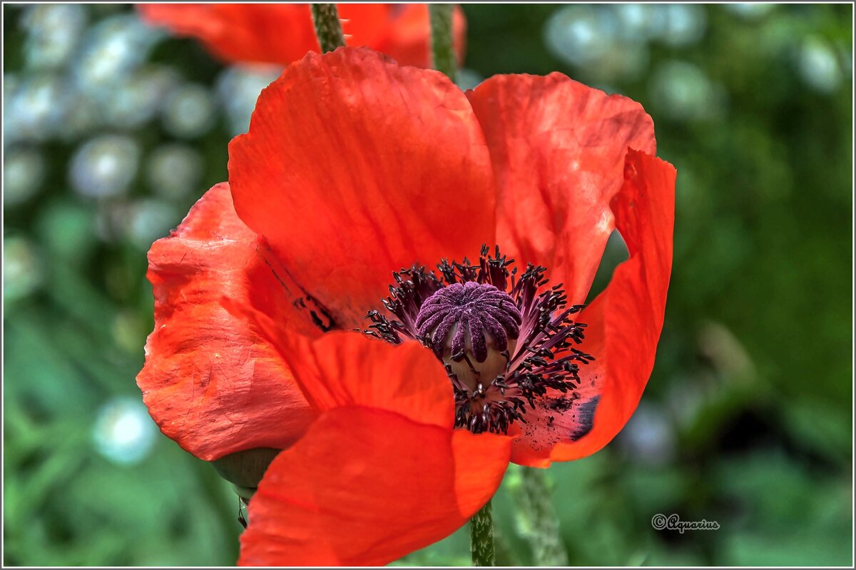 Про мак - Aquarius - Сергей Про мак - Aquarius - Сергей