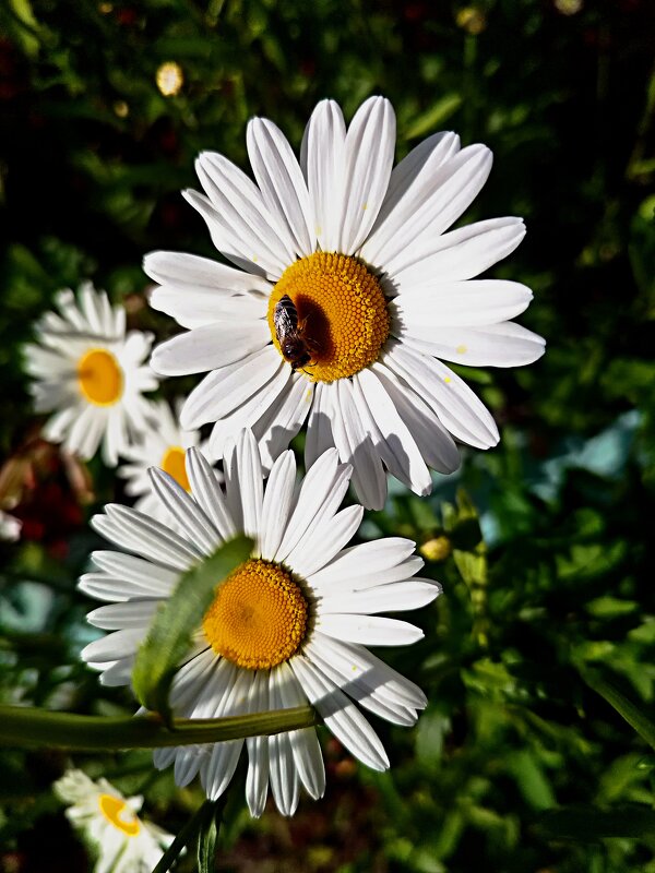 Ромашка - Алексей Ильичёв