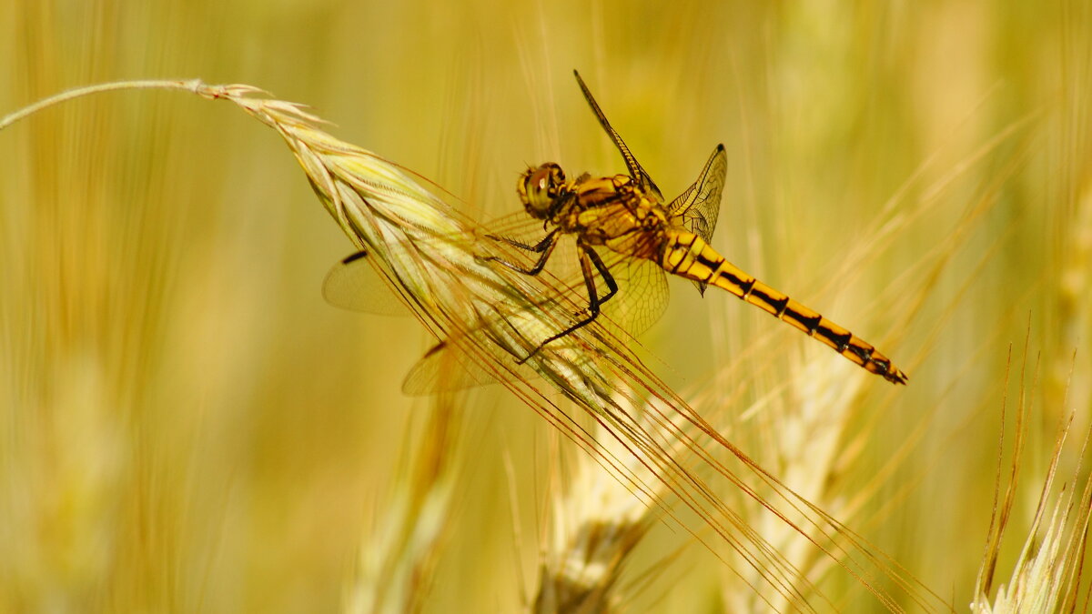 стрекозы в июньском поле 2 - Александр Прокудин стрекозы в июньском поле 2 - Александр Прокудин
