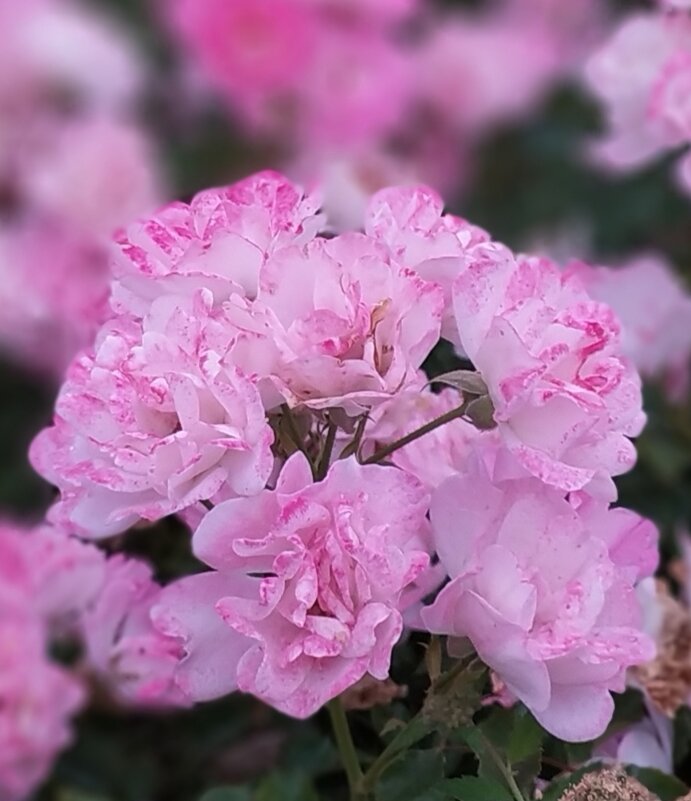 *** - Хэлен ***