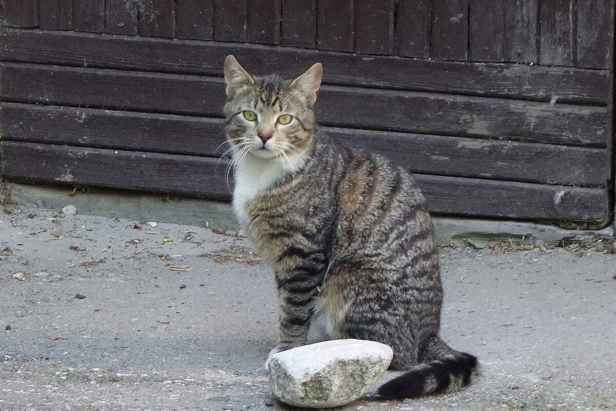 Братья наши меньшие - Рита Симонова