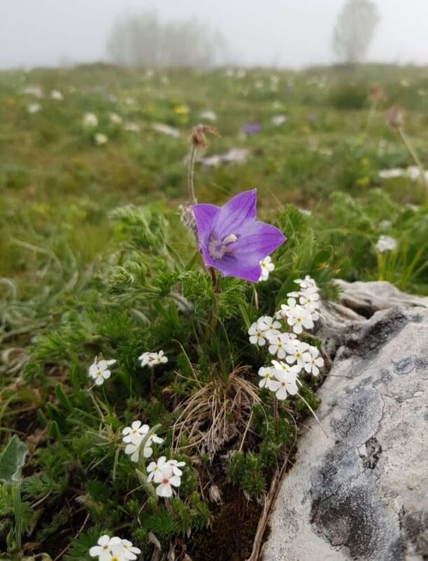 ПЛАТО ЛАГО-НАКИ - Tata Wolf