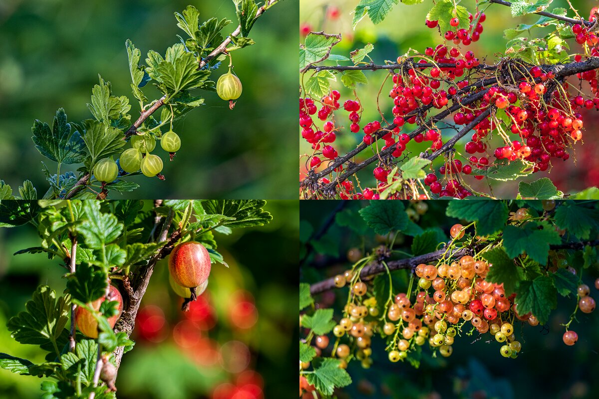 Ягодный микс. - Анатолий. Chesnavik.