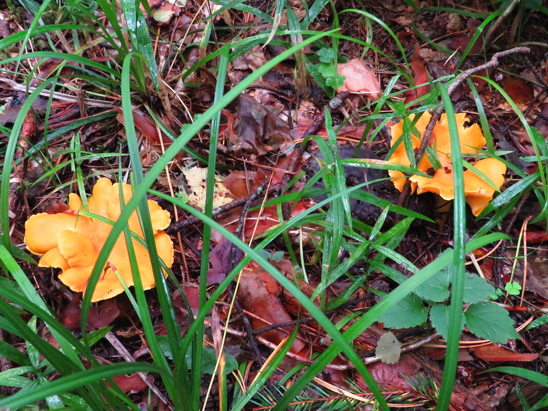 Лисички - Андрей Снегерёв Лисички - Андрей Снегерёв