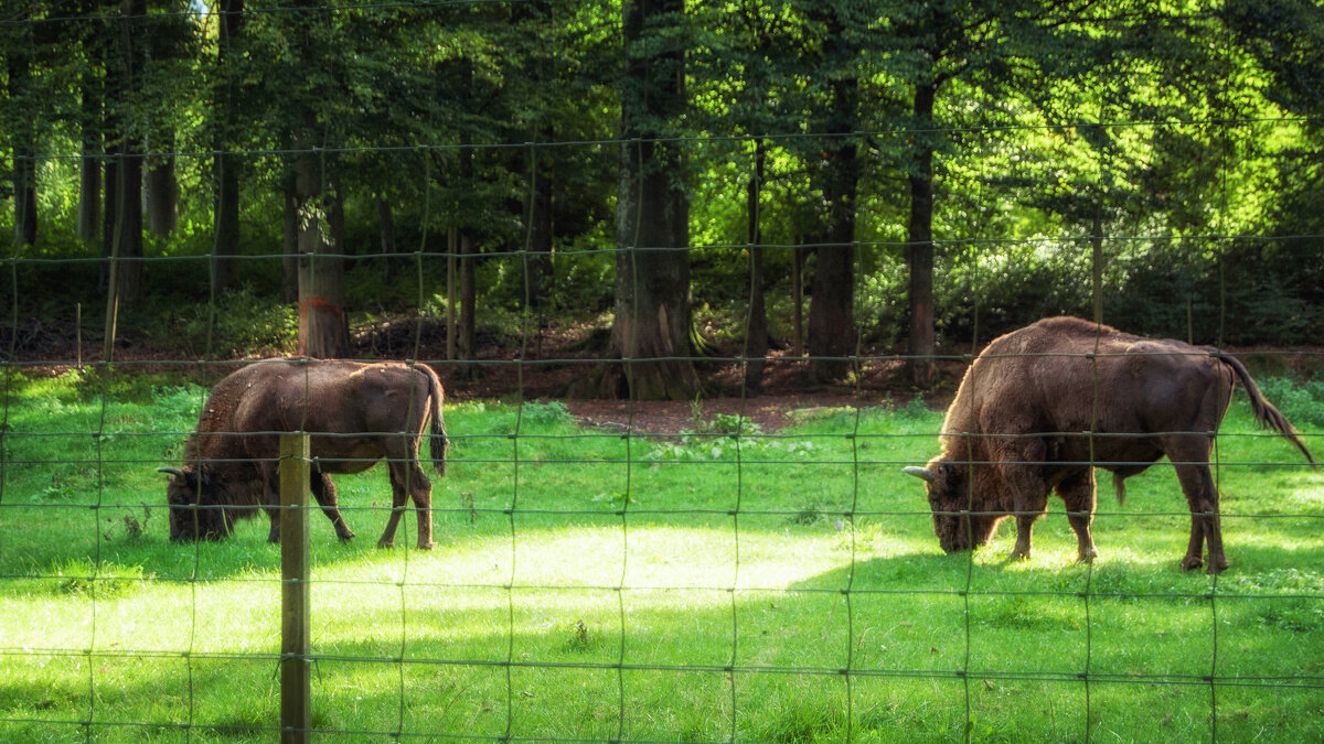 Wildpark - Олег Зак