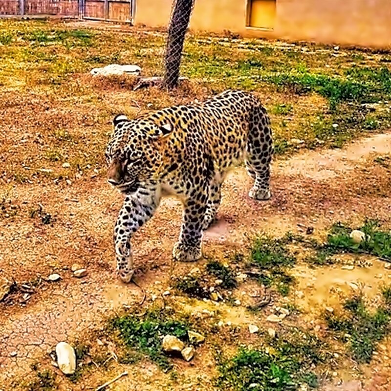 ЛЕОПАРД - Анатолий Малобродский