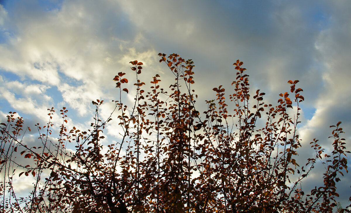 На фоне неба - Елена Кирьянова На фоне неба - Елена Кирьянова