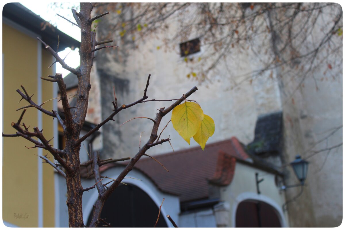 поздняя осень - Светлана Баталий поздняя осень - Светлана Баталий