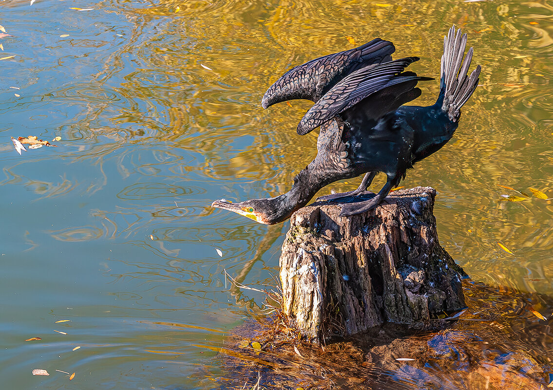 Яша - Юрий Яловенко