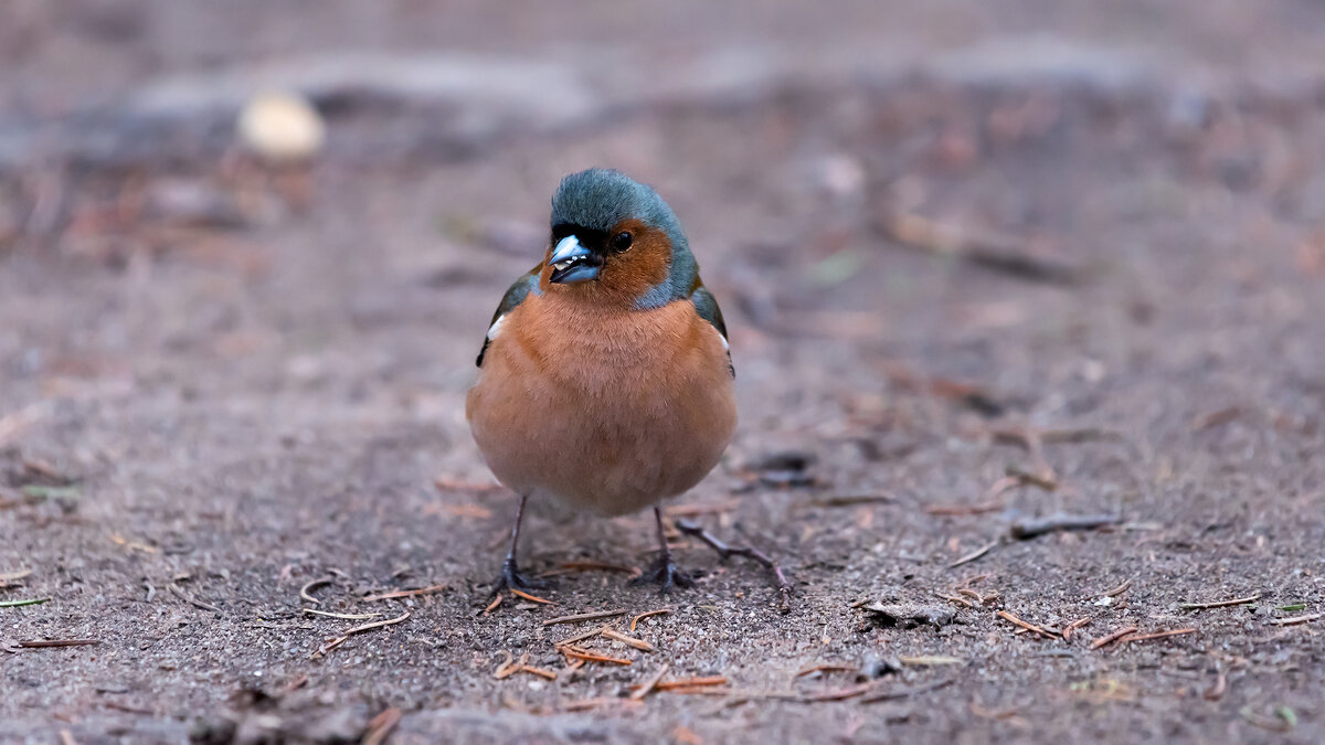 Зяблик - Владимир Лазарев Зяблик - Владимир Лазарев