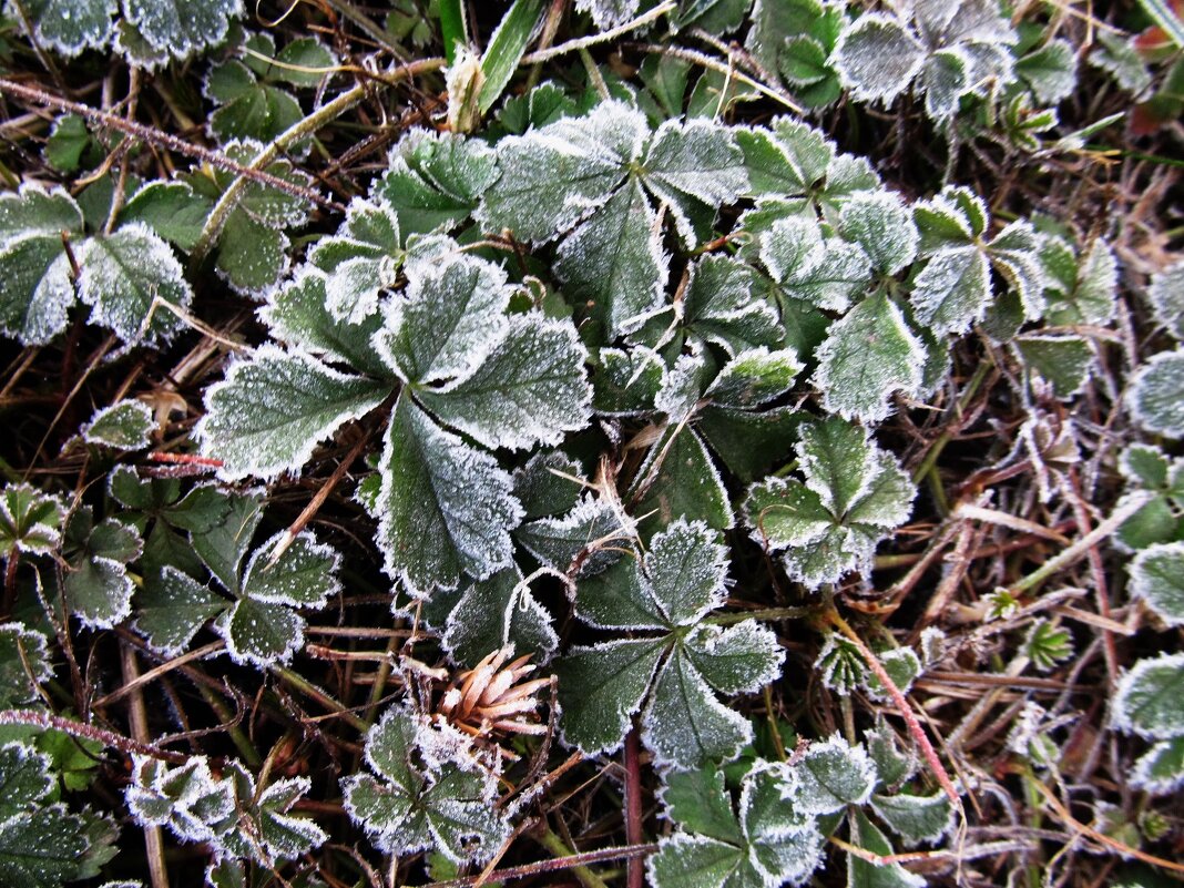 последняя декада ноября - Елена Шаламова