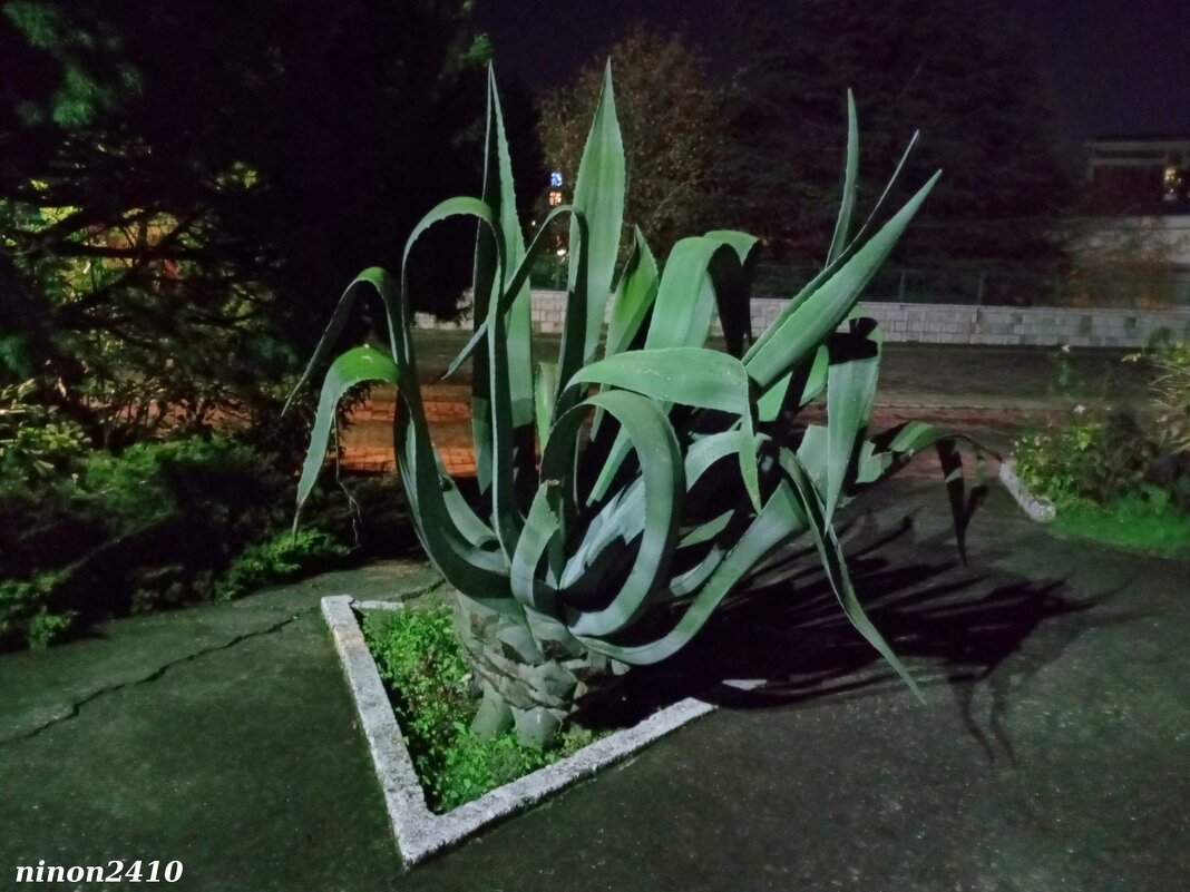 Адлер. Ноябрь... - Нина Бутко