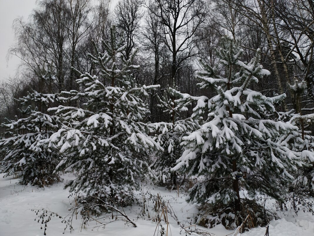 Сезон нецветной фотографии - Андрей Лукьянов