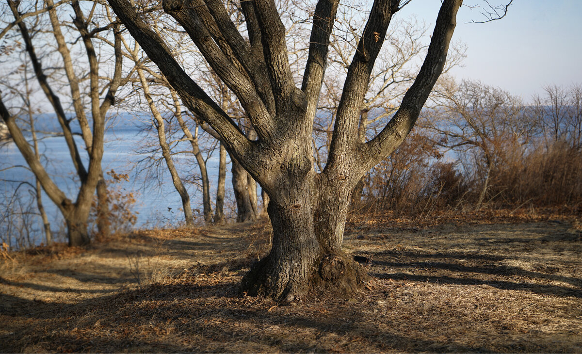 У лукоморья дуб... - Эдуард Куклин