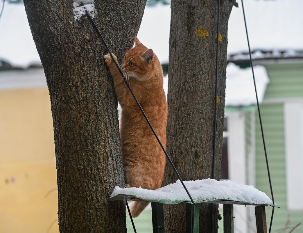 Кошачьи миры - Вадим 